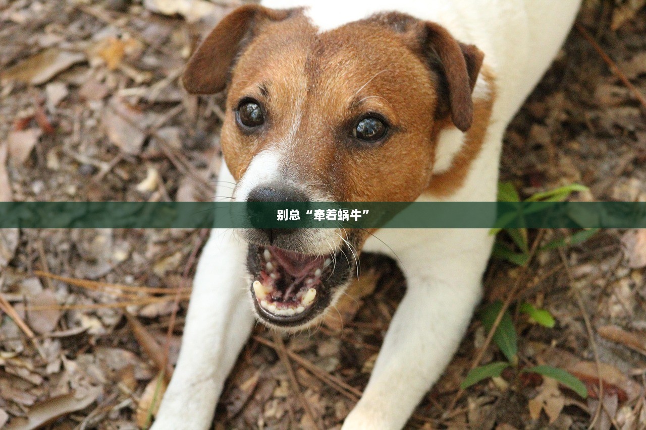 别总“牵着蜗牛”