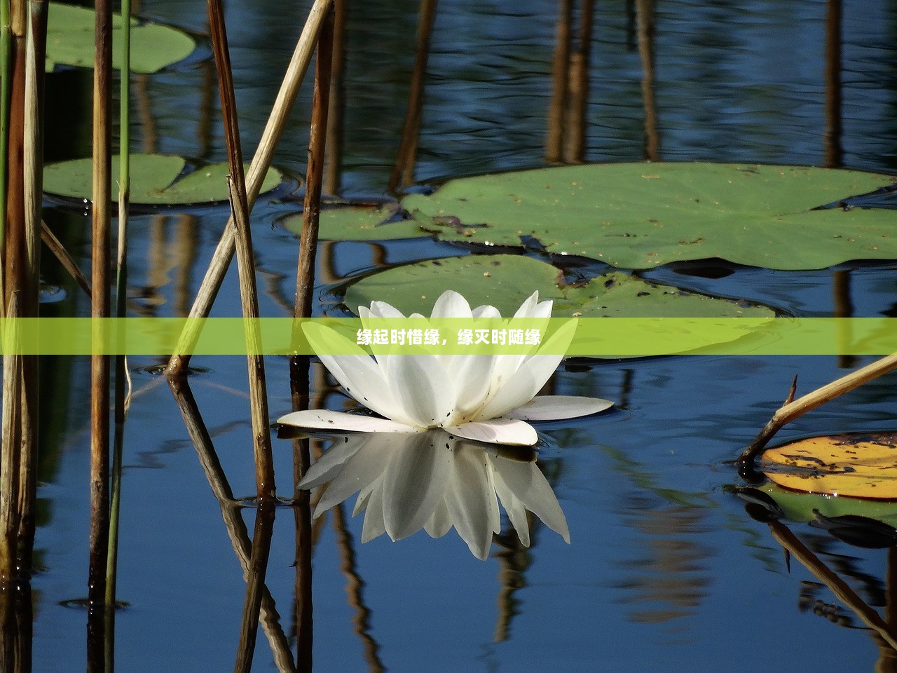 缘起时惜缘，缘灭时随缘