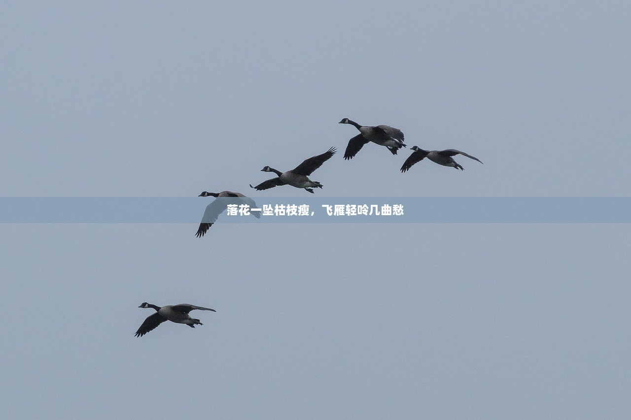 落花一坠枯枝瘦，飞雁轻呤几曲愁