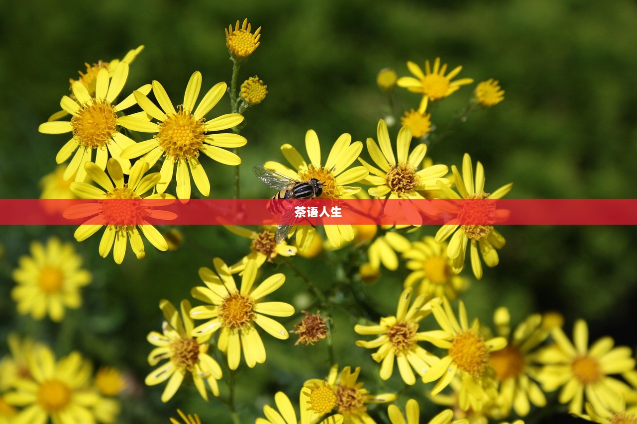 茶语人生