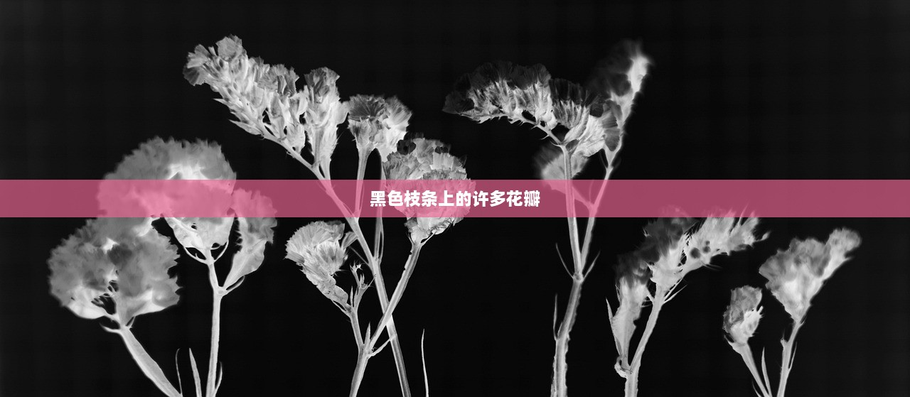 黑色枝条上的许多花瓣 第1张 黑色枝条上的许多花瓣 第1张