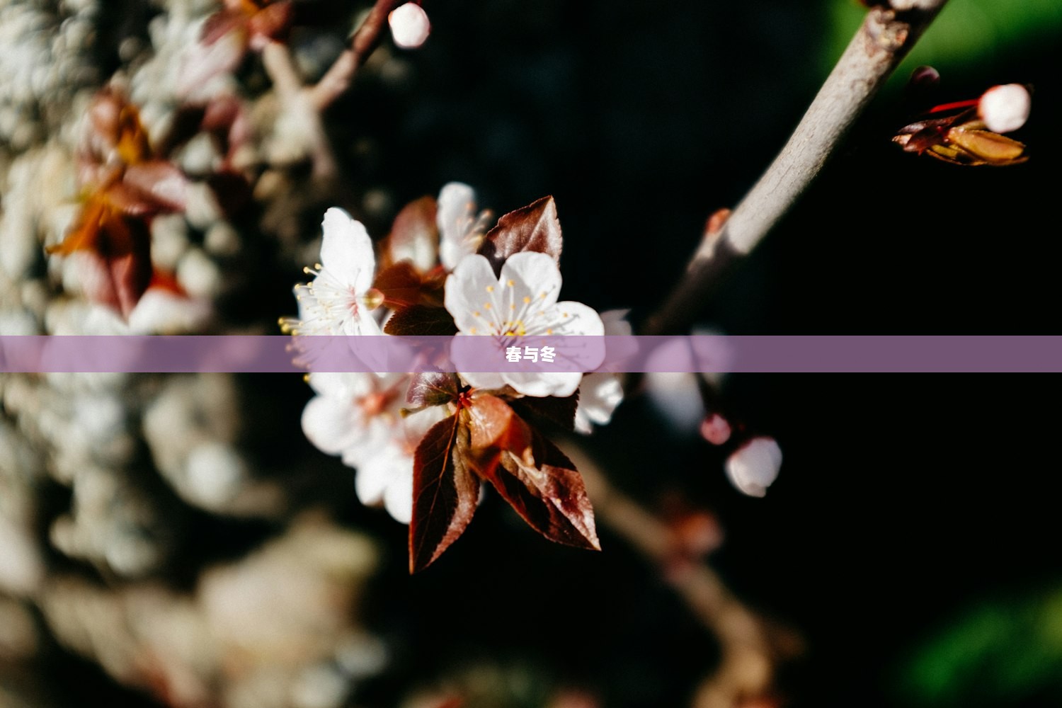 春与冬
