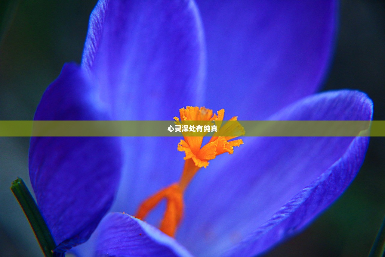 心灵深处有纯真