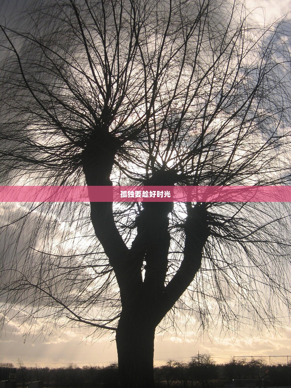 孤独要趁好时光