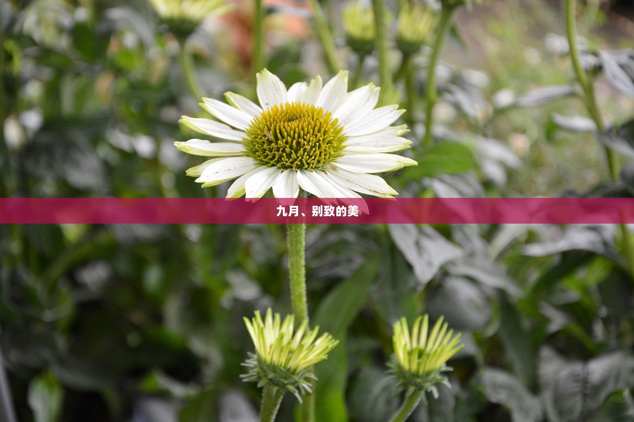 九月、别致的美