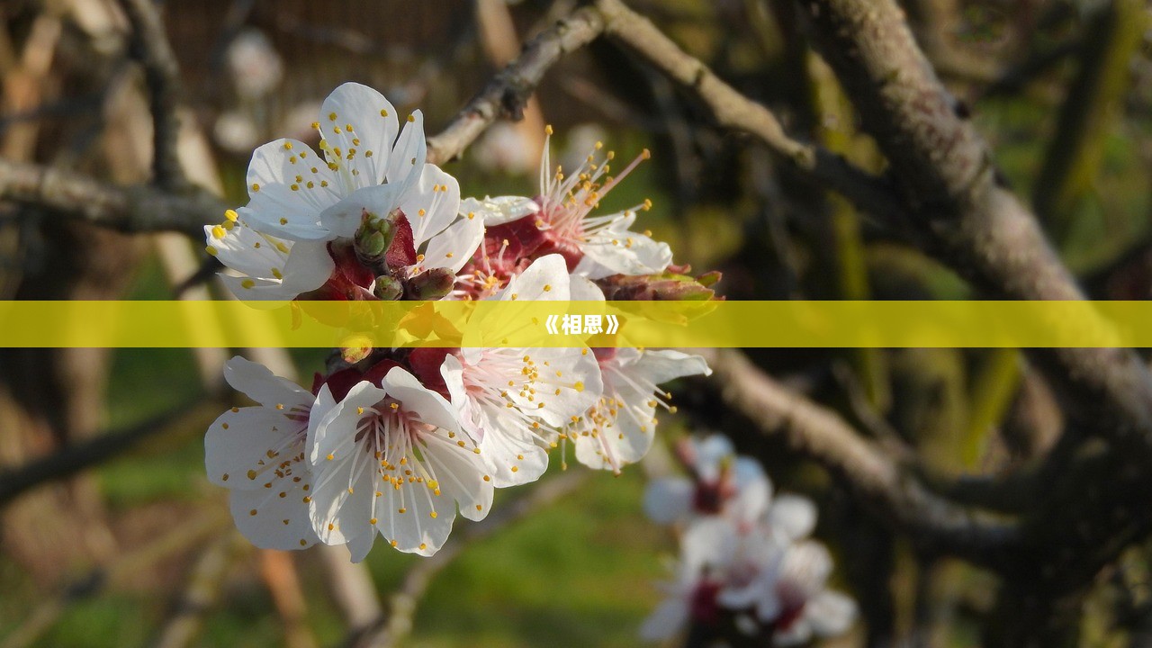 《相思》  第1张