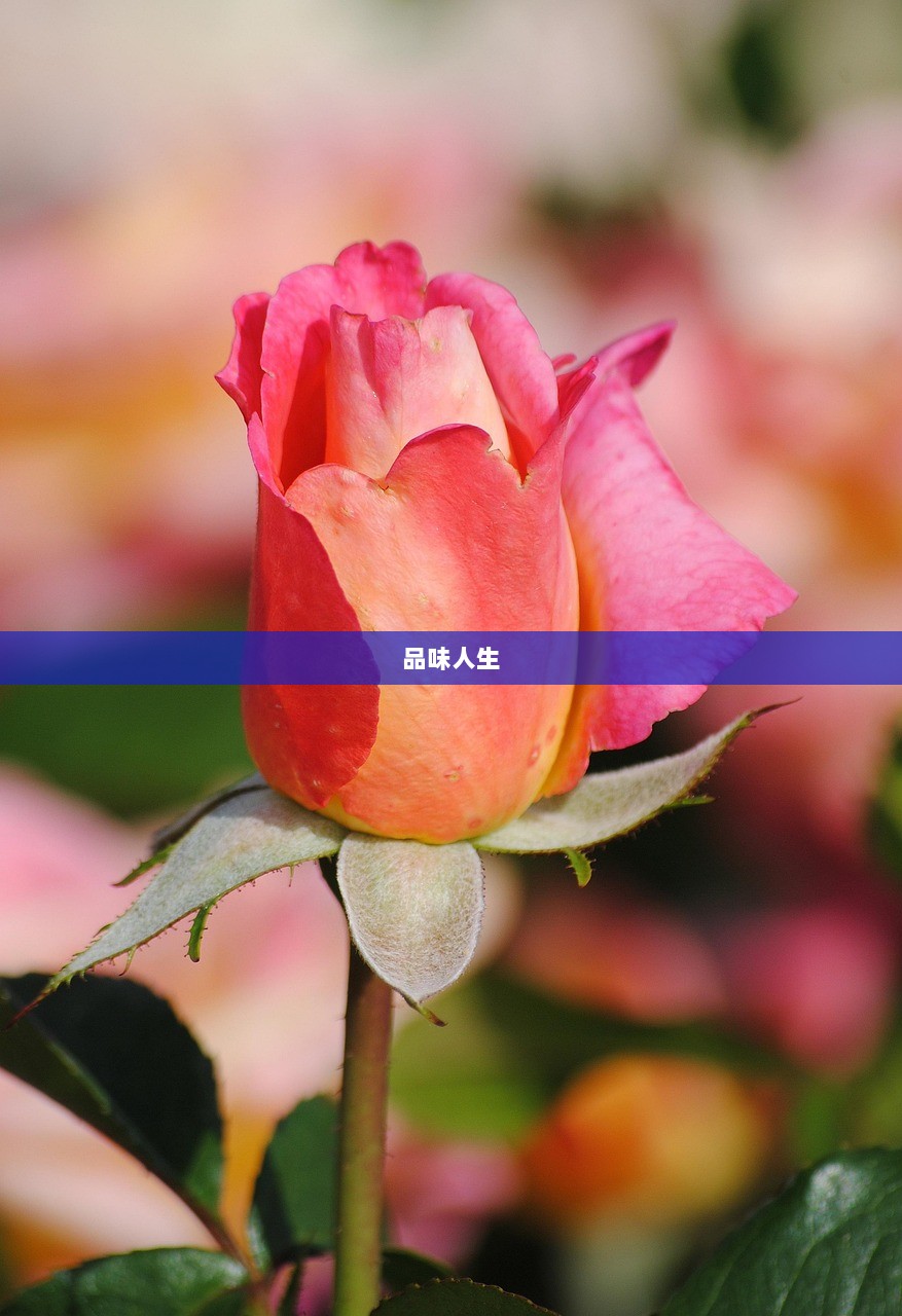 品味人生  第1张