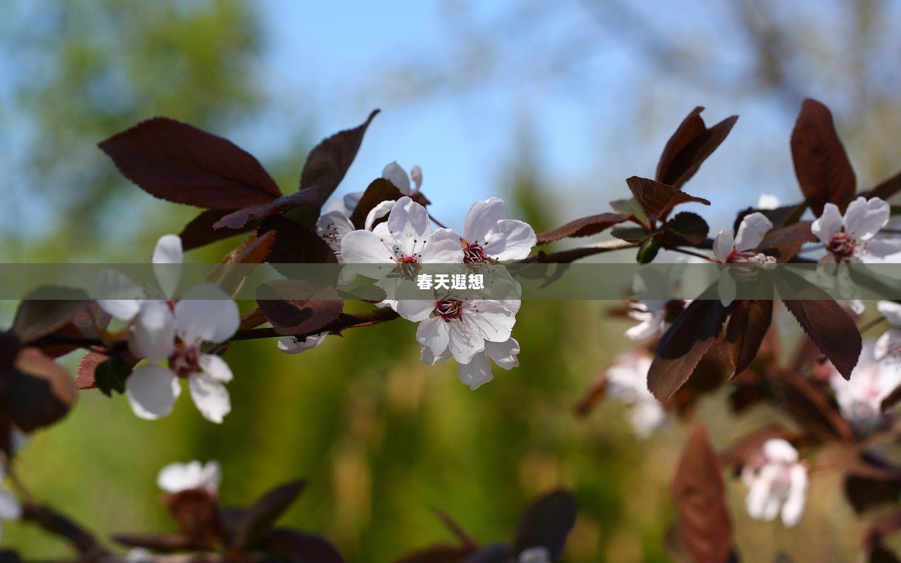 春天遐想
