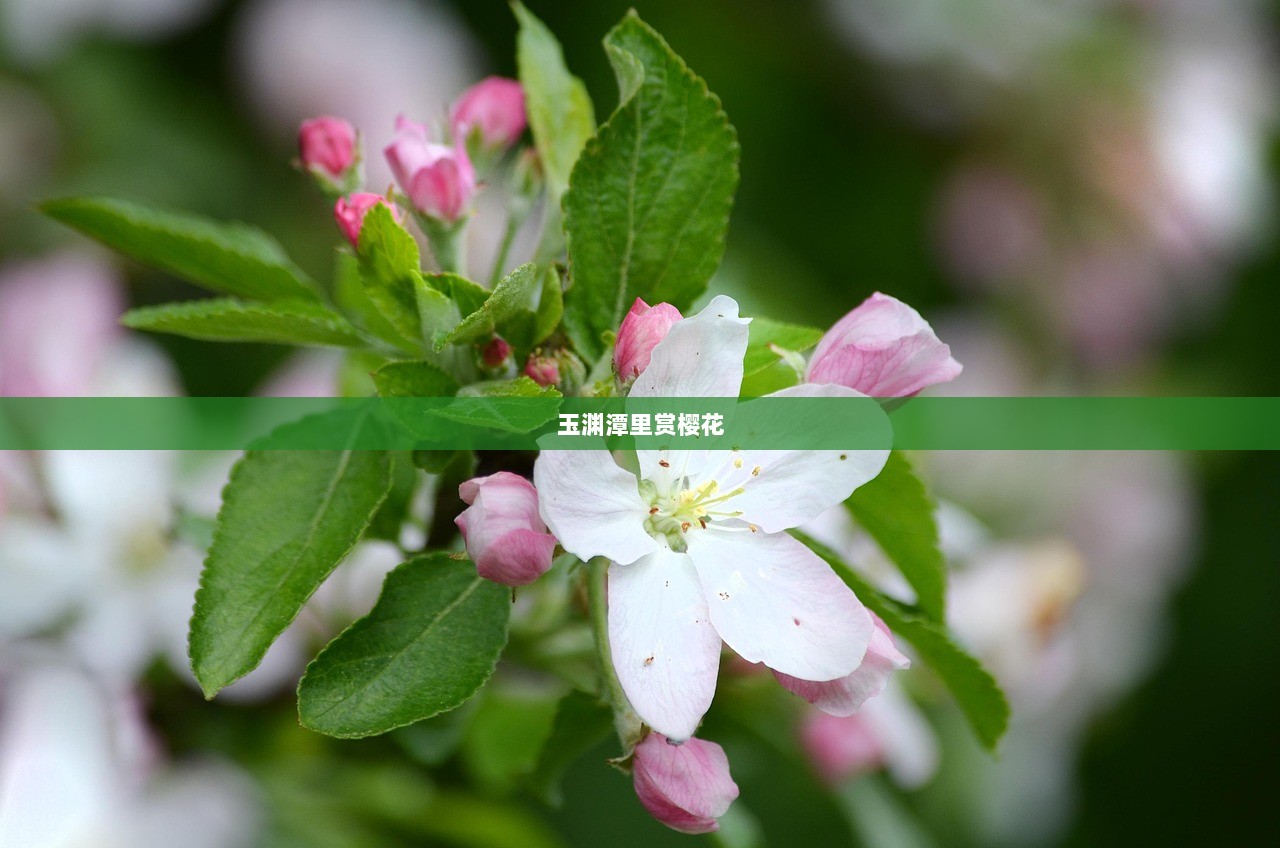 玉渊潭里赏樱花