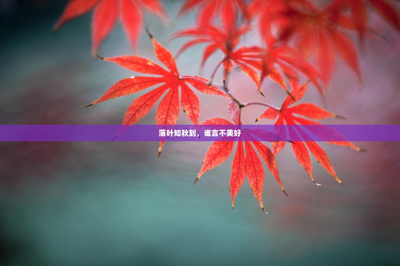 落叶知秋到，谁言不美好