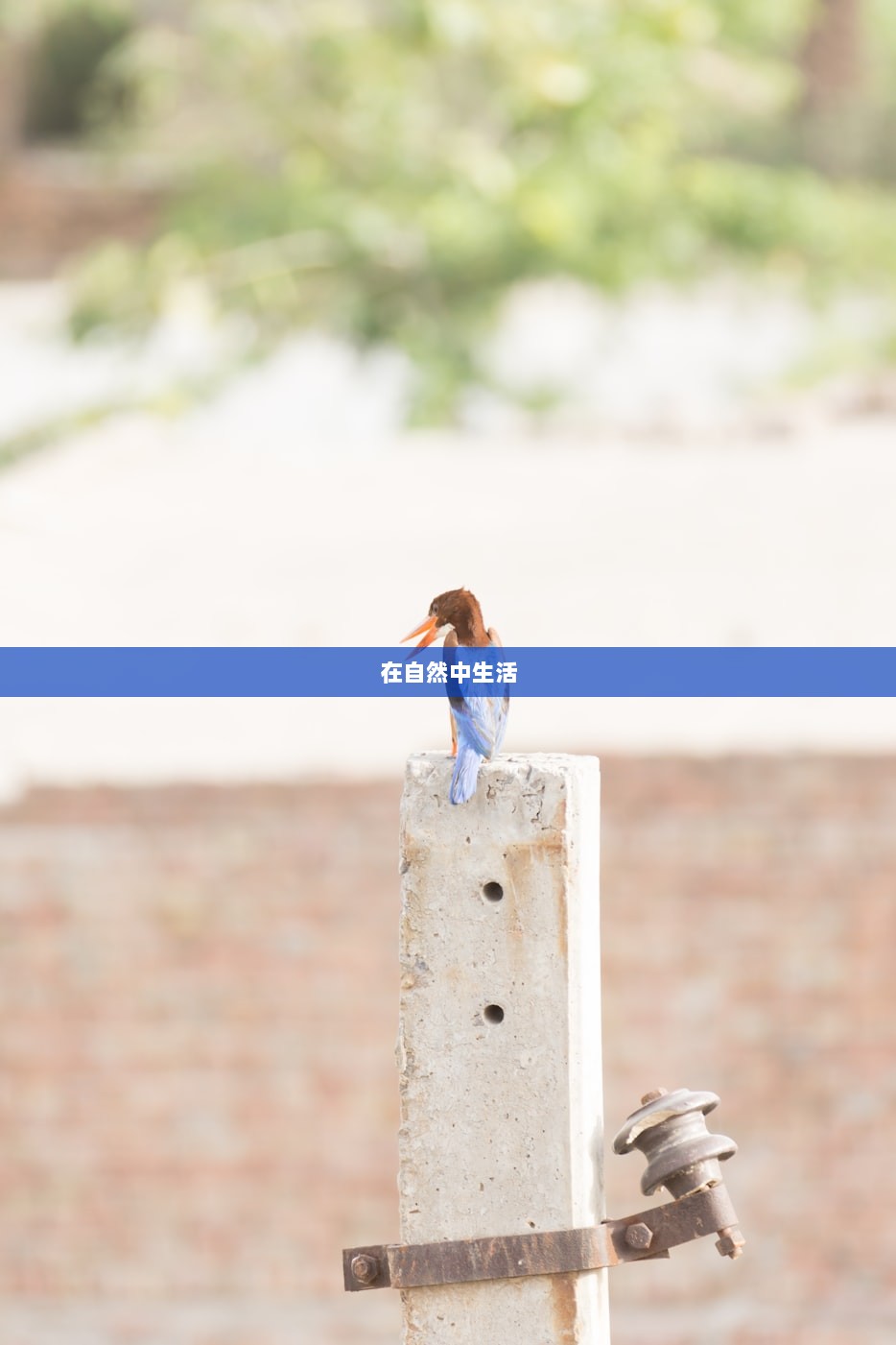 在自然中生活