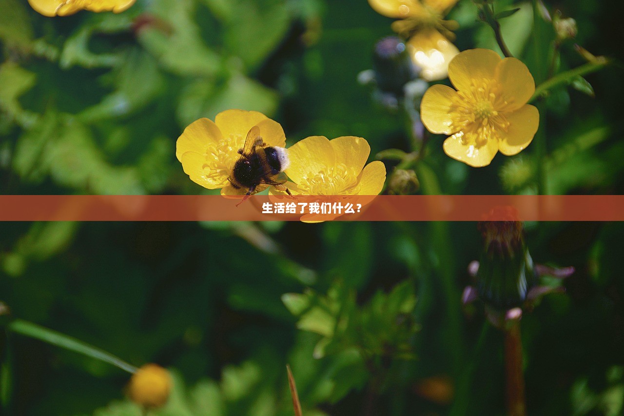 生活给了我们什么？