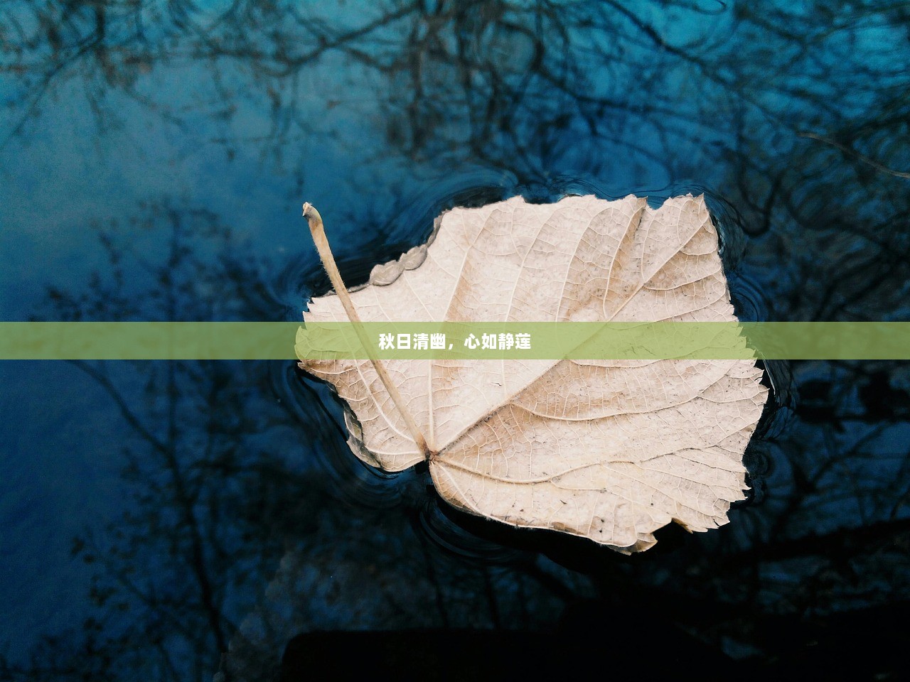 秋日清幽，心如静莲
