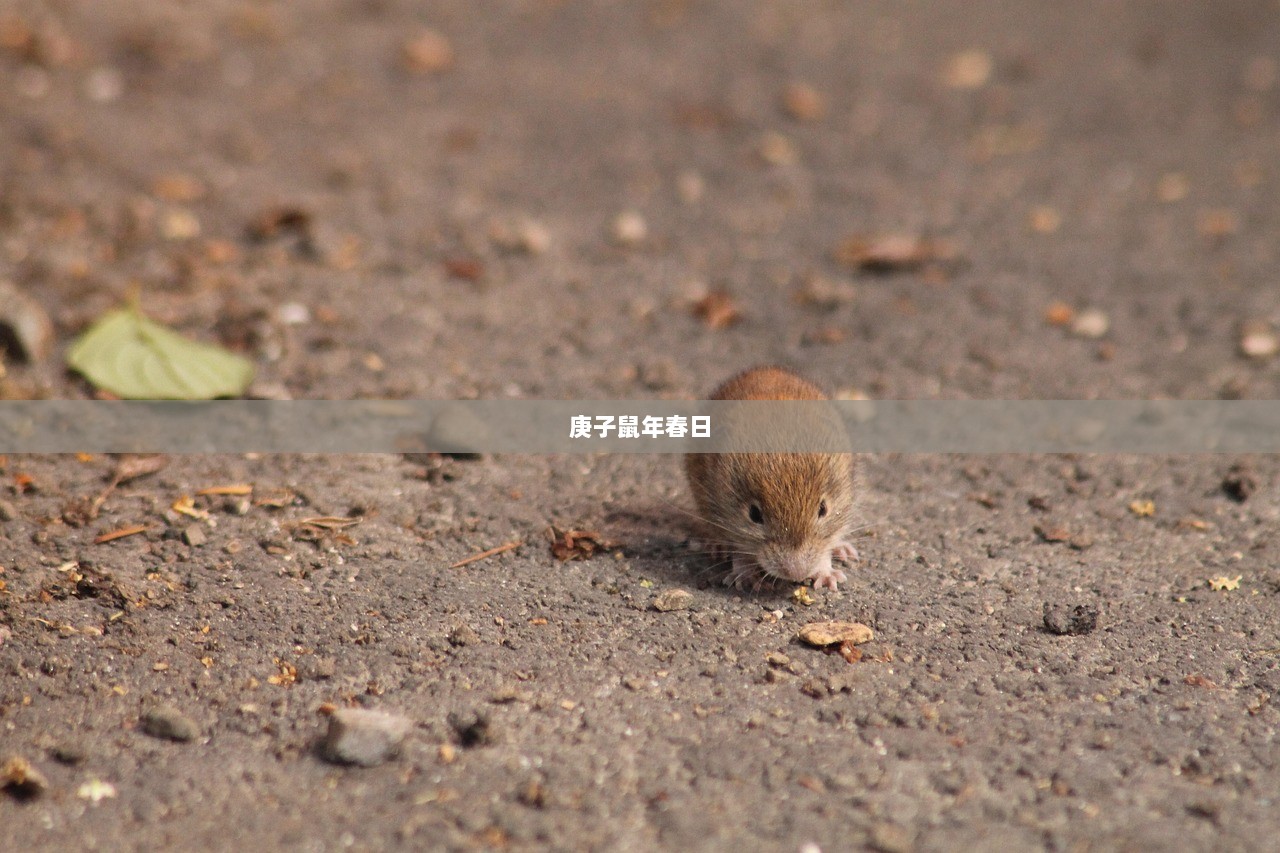 庚子鼠年春日