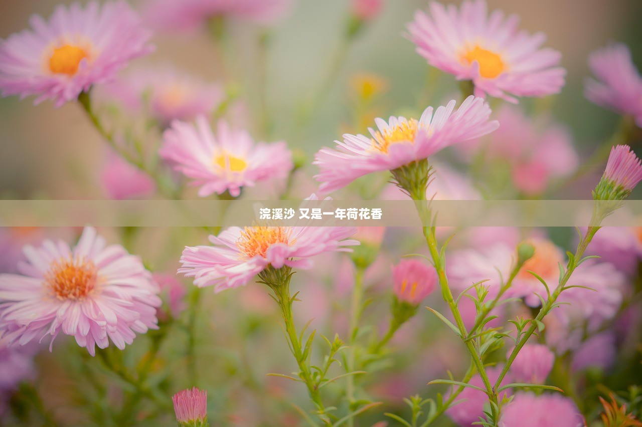 浣溪沙 又是一年荷花香