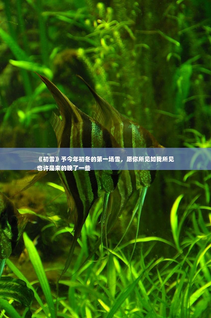 《初雪》予今年初冬的第一场雪，愿你所见如我所见
也许是来的晚了一些