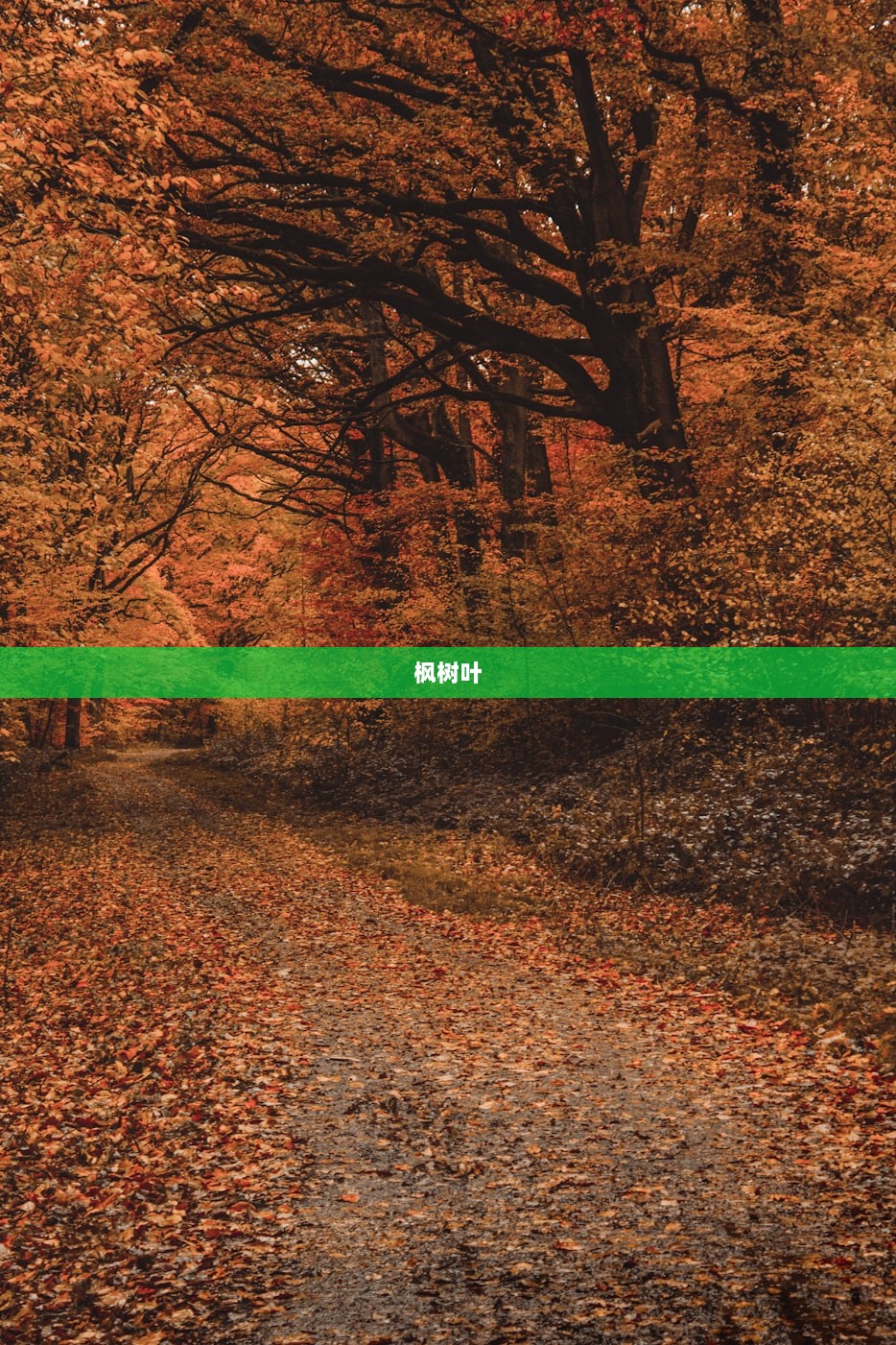枫树叶