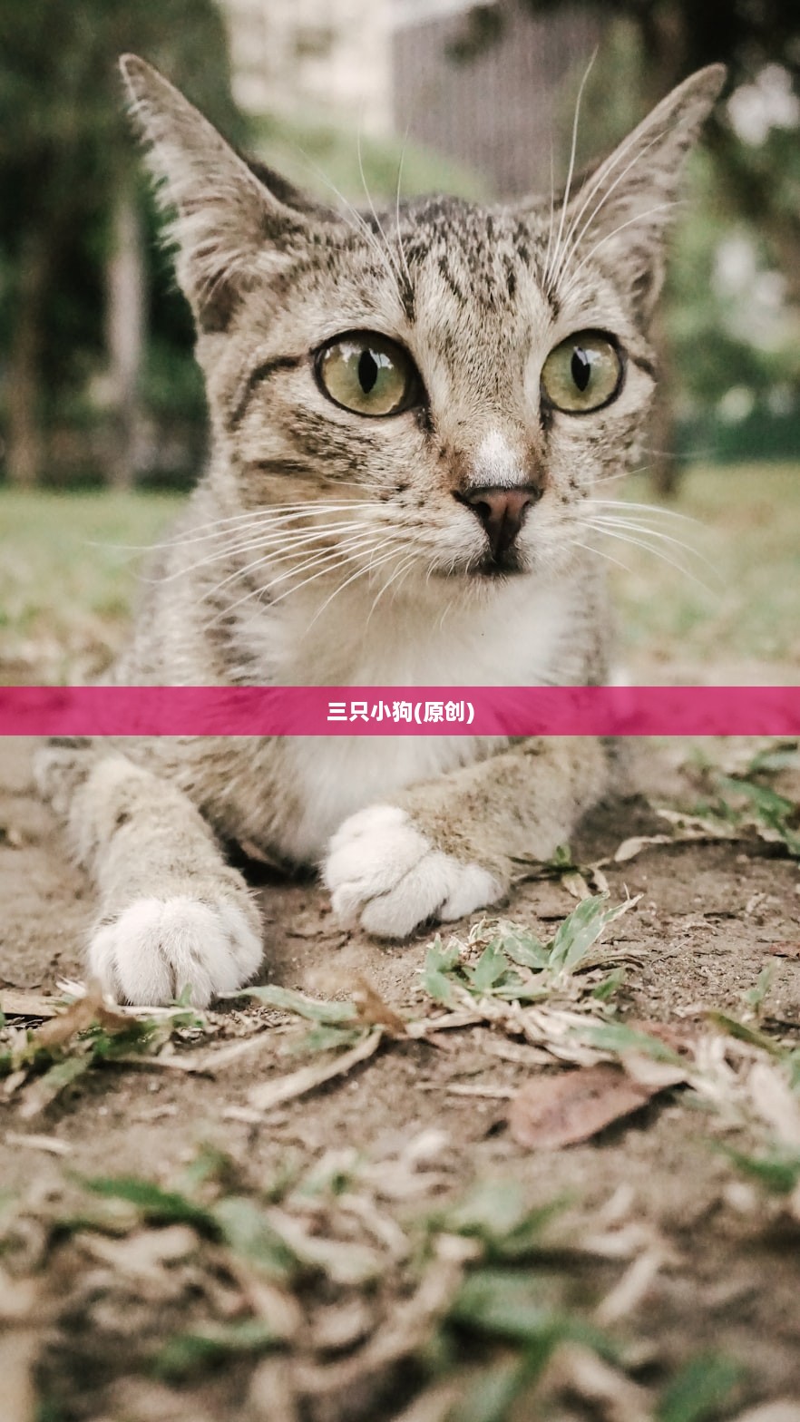 三只小狗(原创)