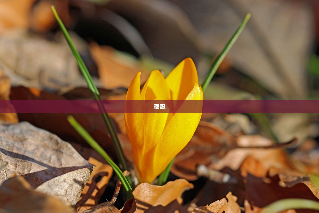 夜想