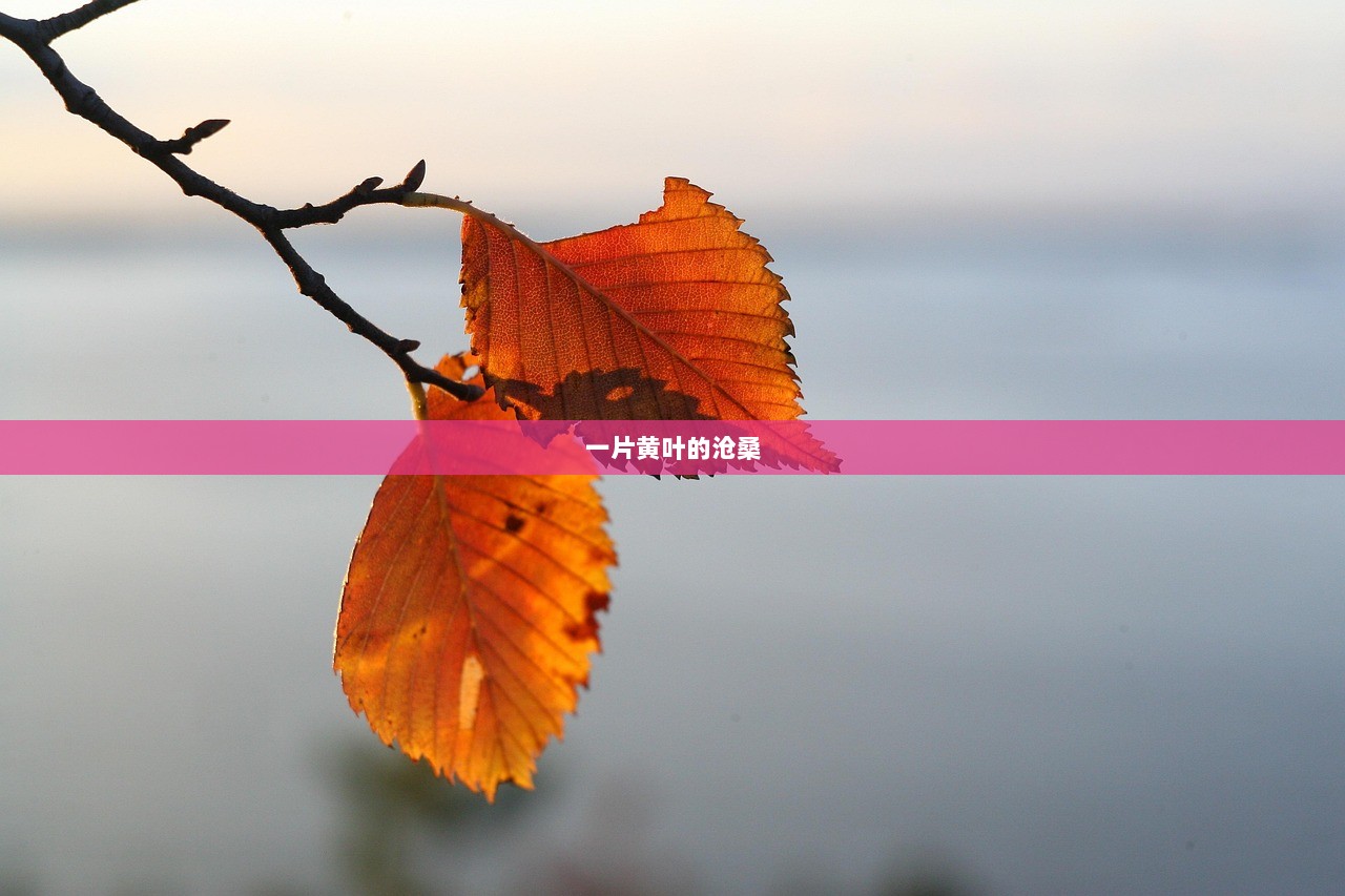 一片黄叶的沧桑