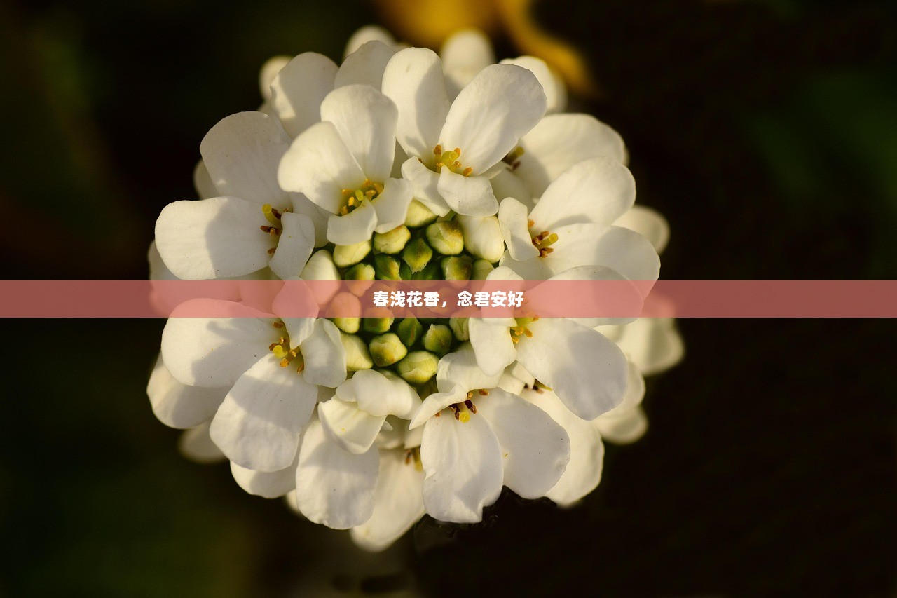 春浅花香，念君安好