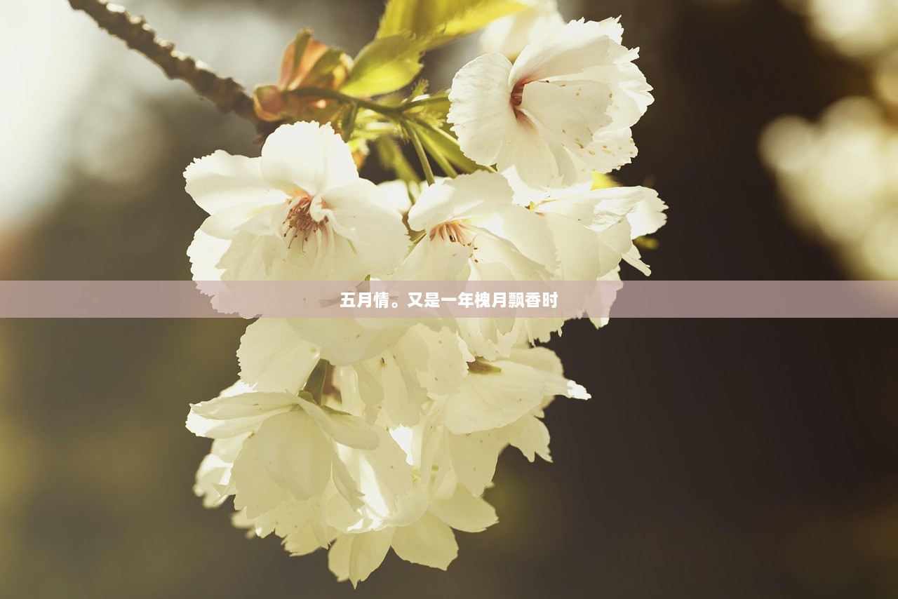 五月情。又是一年槐月飘香时