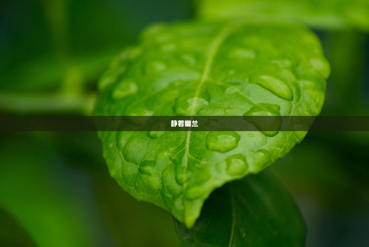 静若幽兰