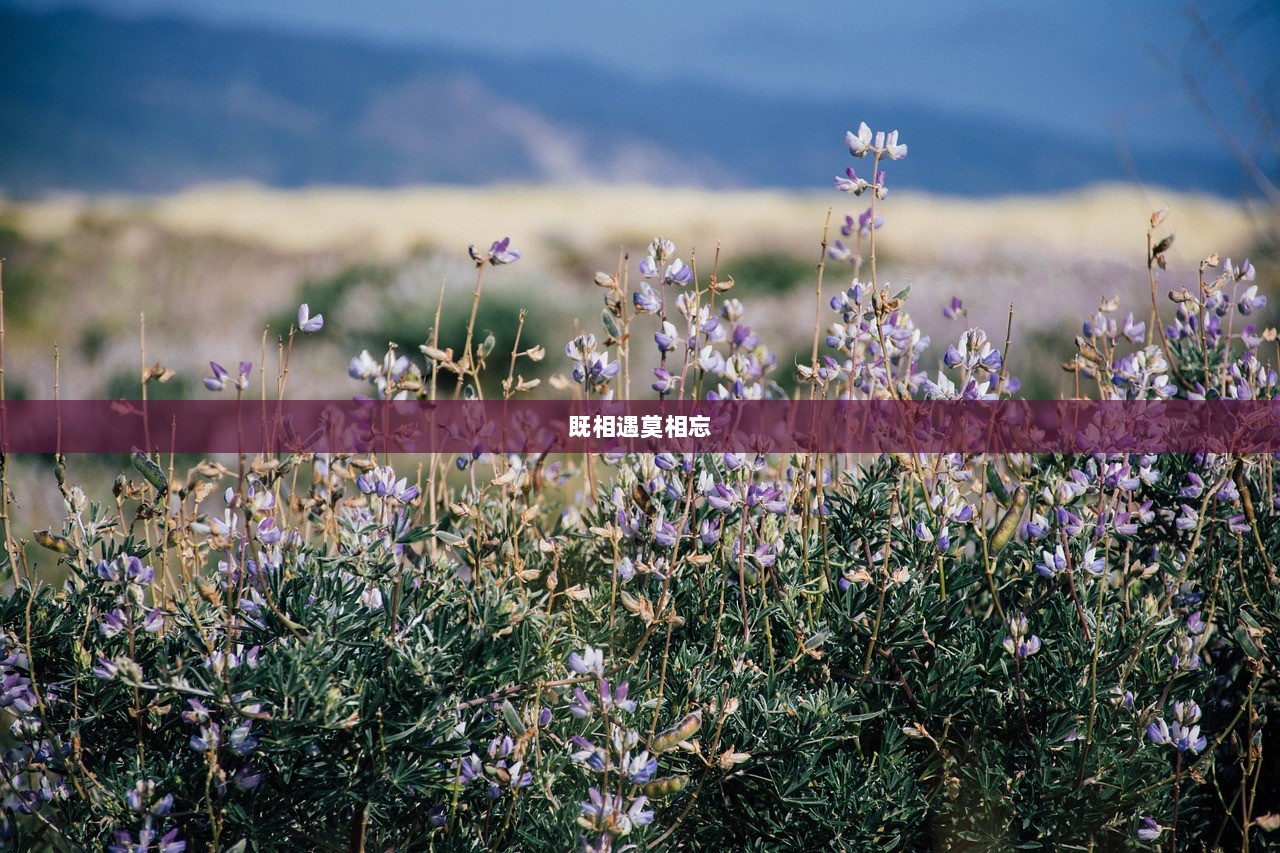 既相遇莫相忘