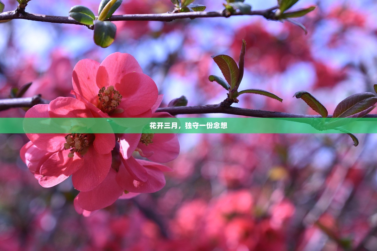 花开三月，独守一份念想