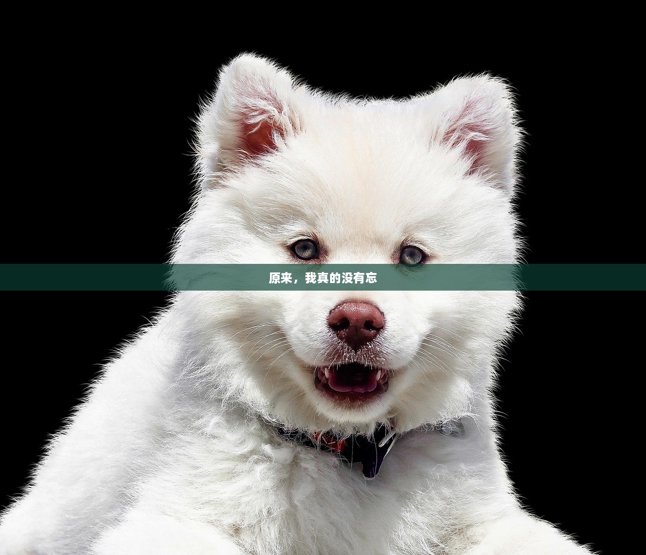 原来，我真的没有忘