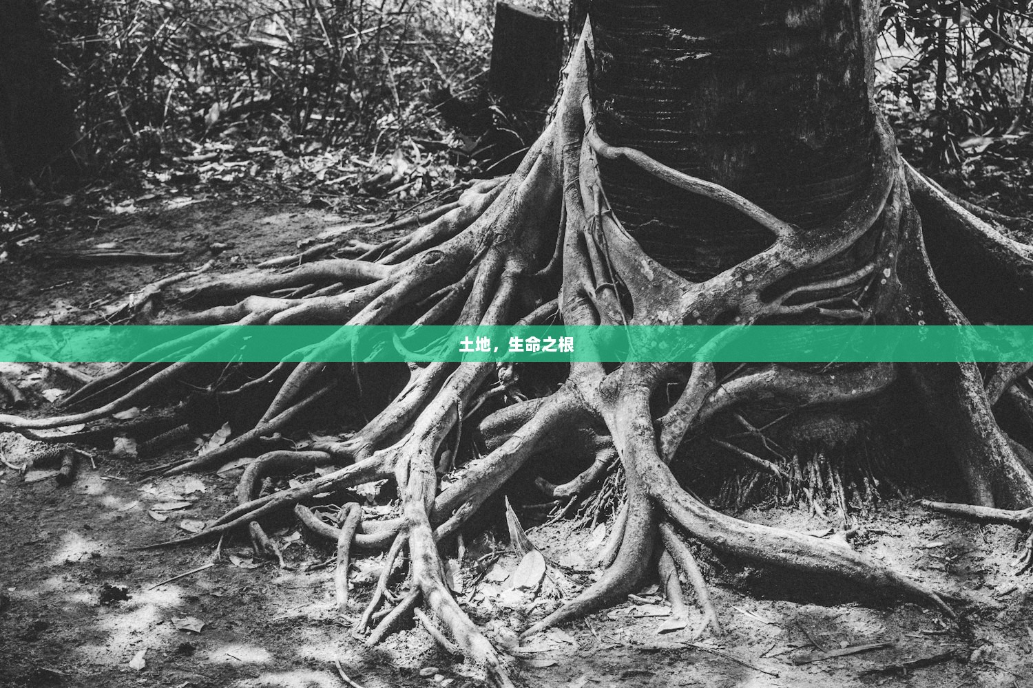 土地，生命之根