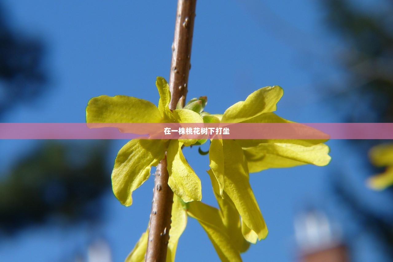 在一株桃花树下打坐