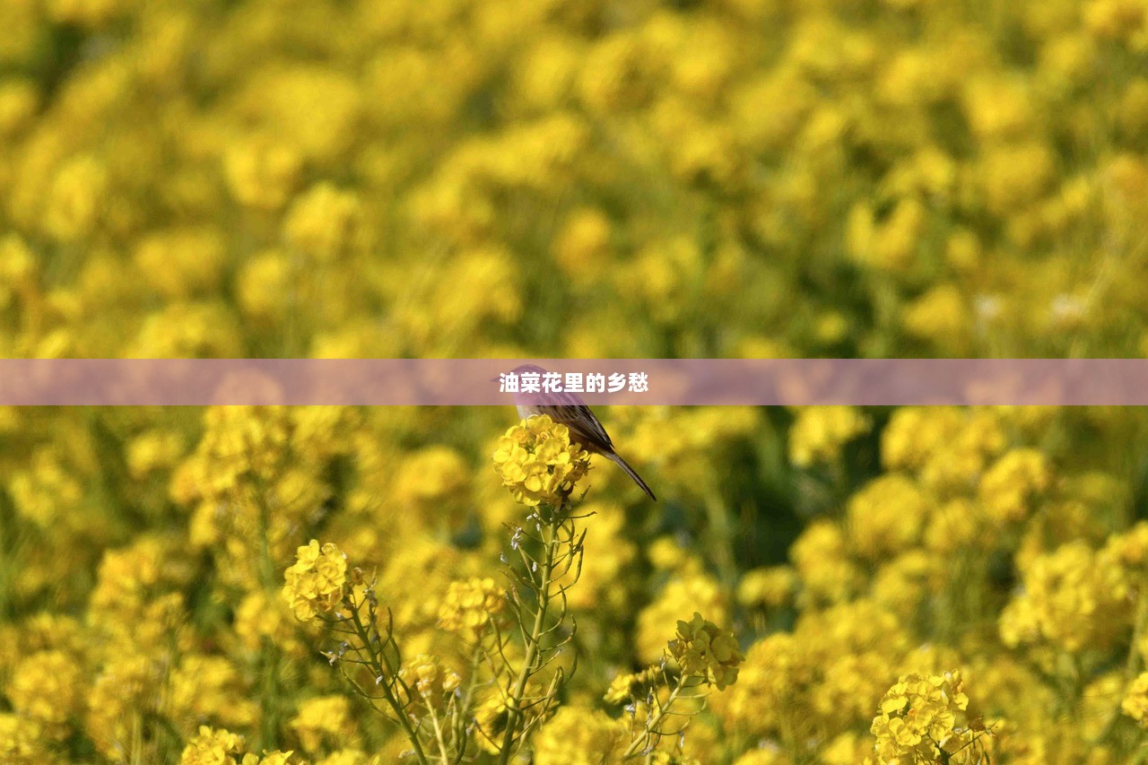 油菜花里的乡愁