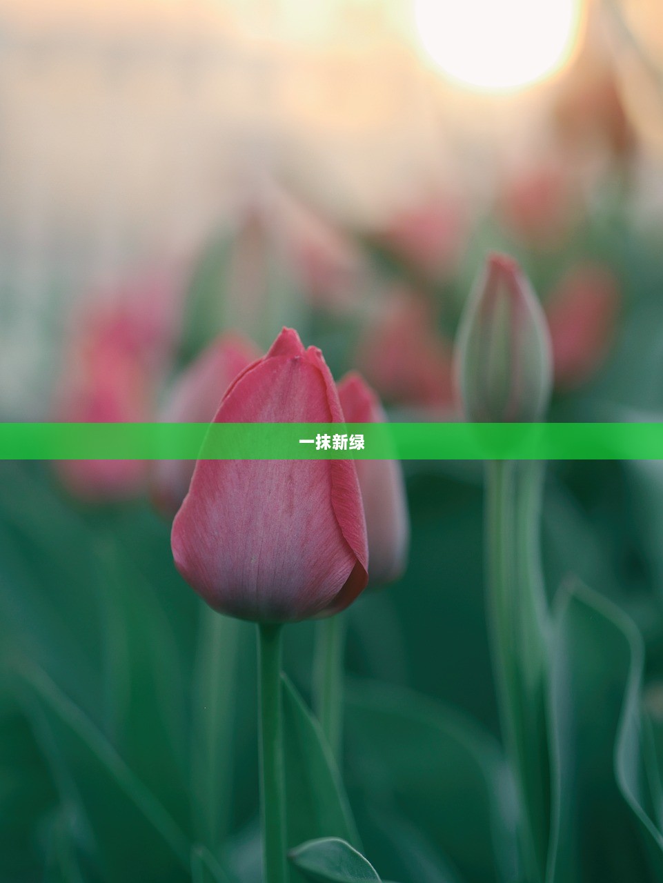 一抹新绿