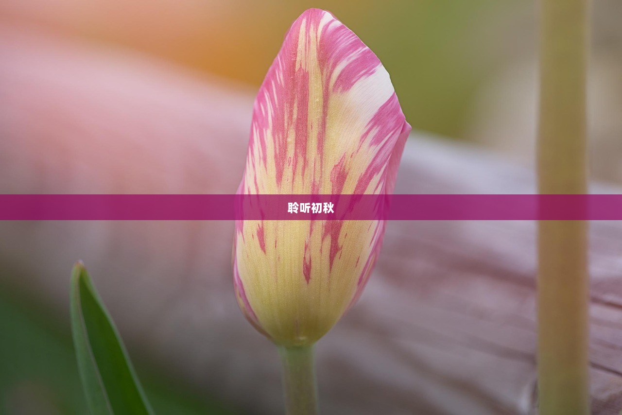 聆听初秋
