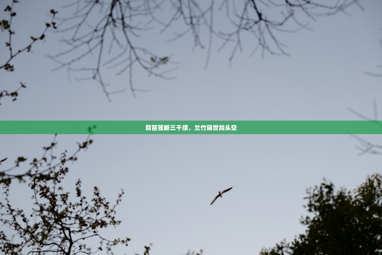 琵琶弦断三千缕，兰竹隔世抬头空
