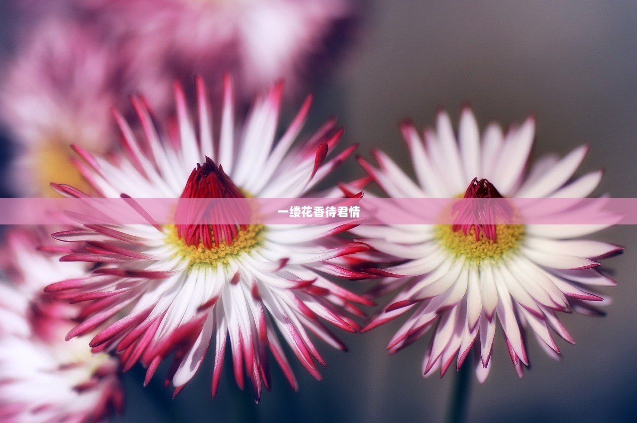 一缕花香待君情