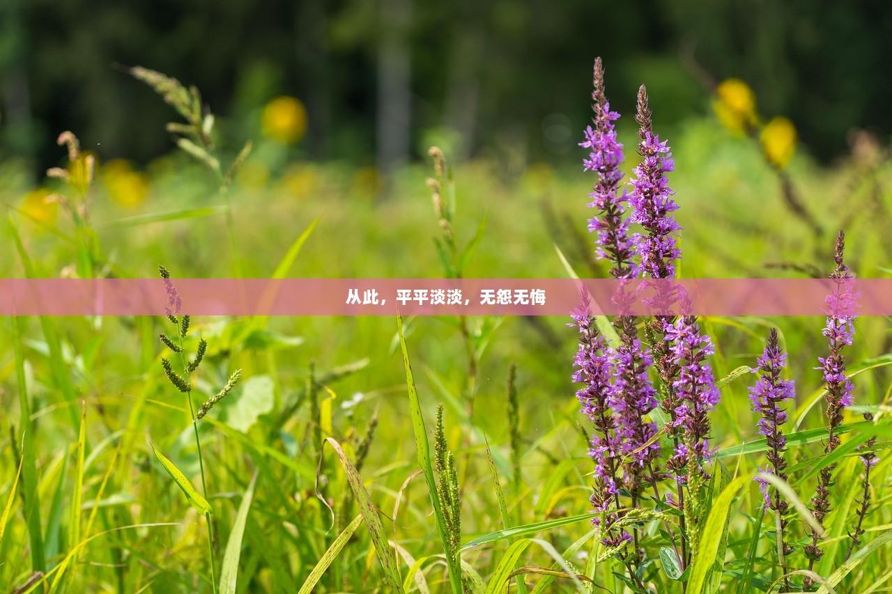 从此，平平淡淡，无怨无悔