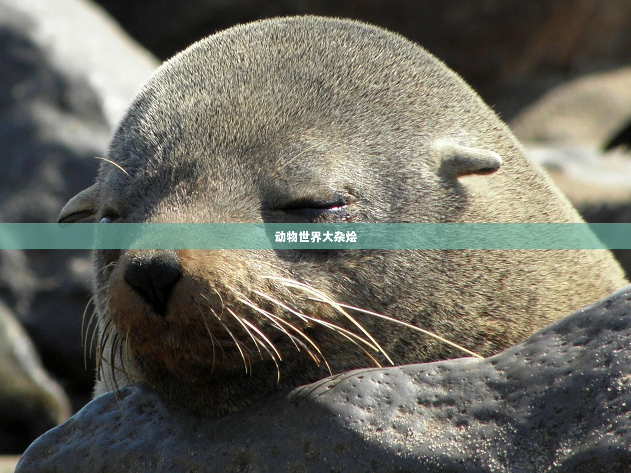动物世界大杂烩