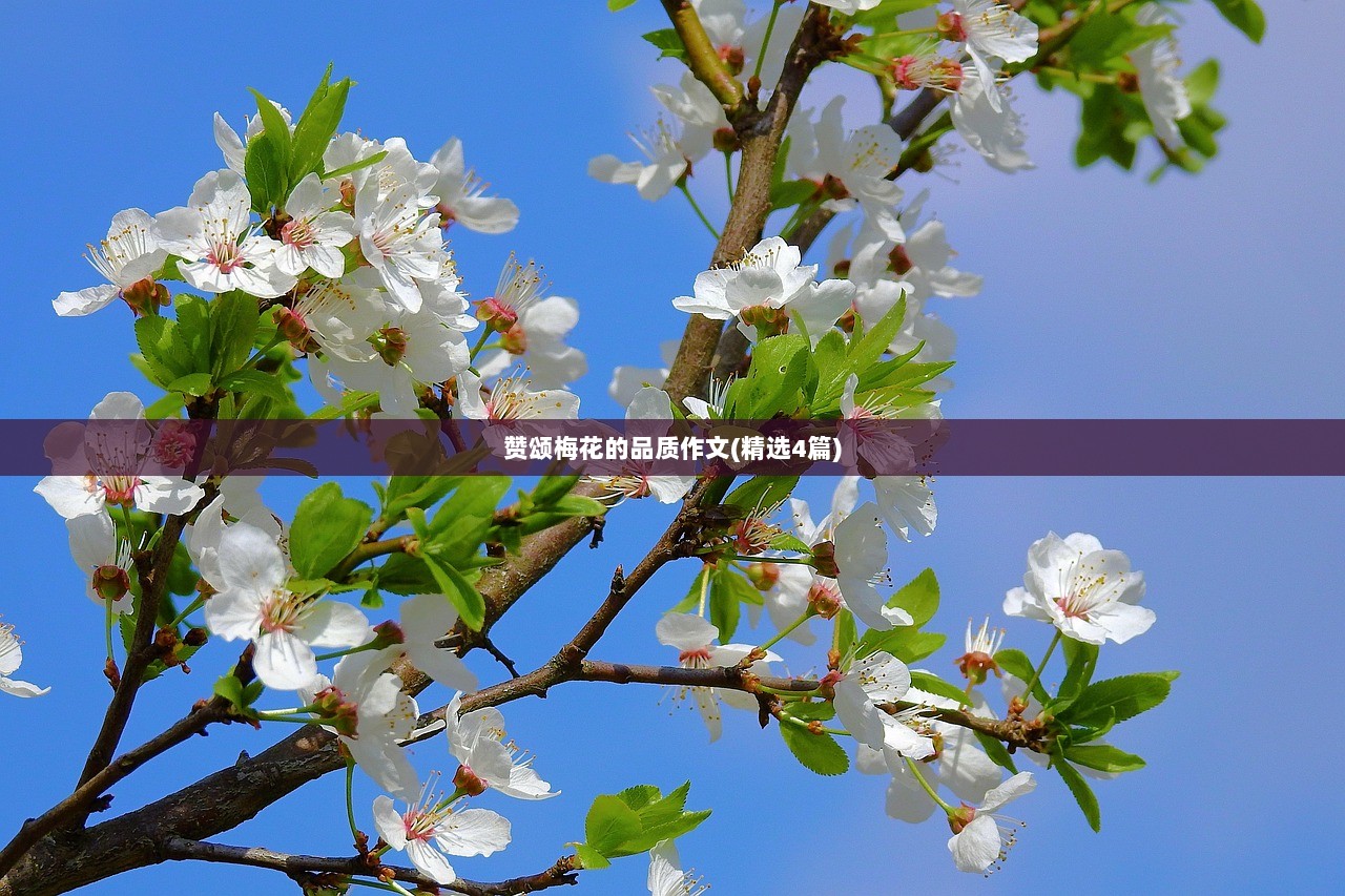 赞颂梅花的品质作文(精选4篇)  第1张