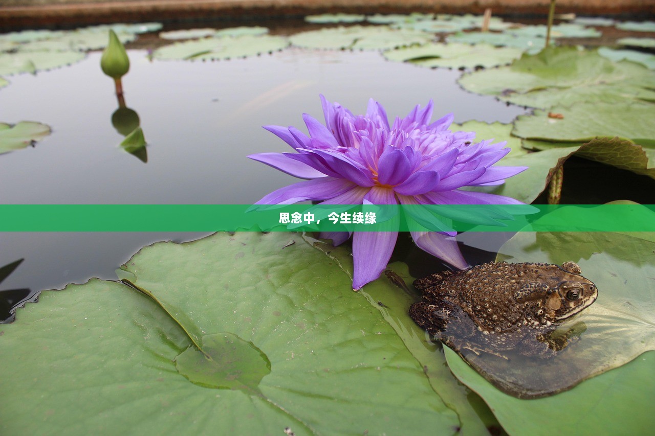 思念中,今生续缘 第1张 思念中,今生续缘 第1张