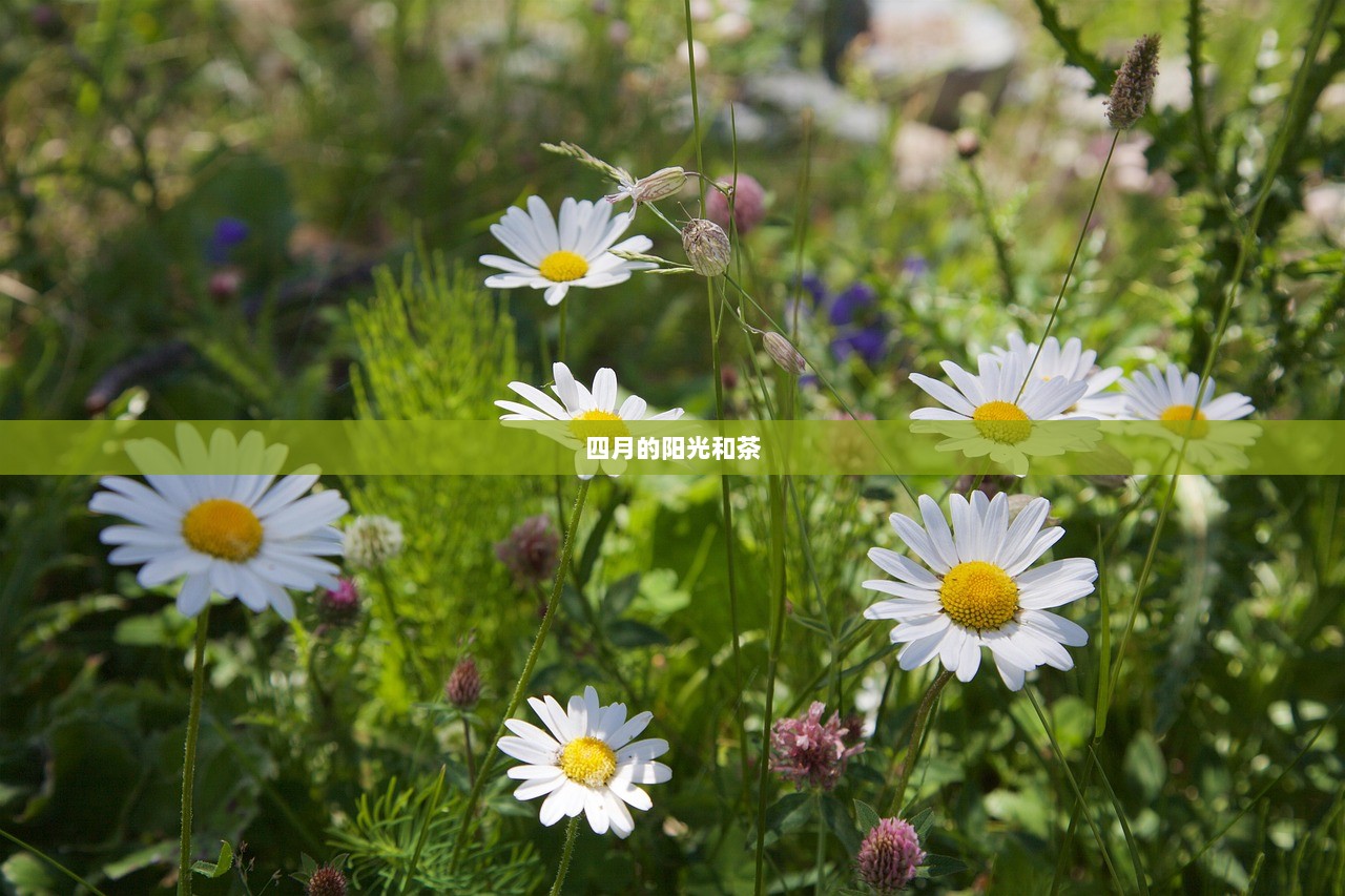 四月的阳光和茶