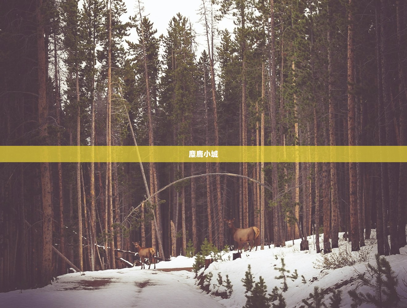 麋鹿小城