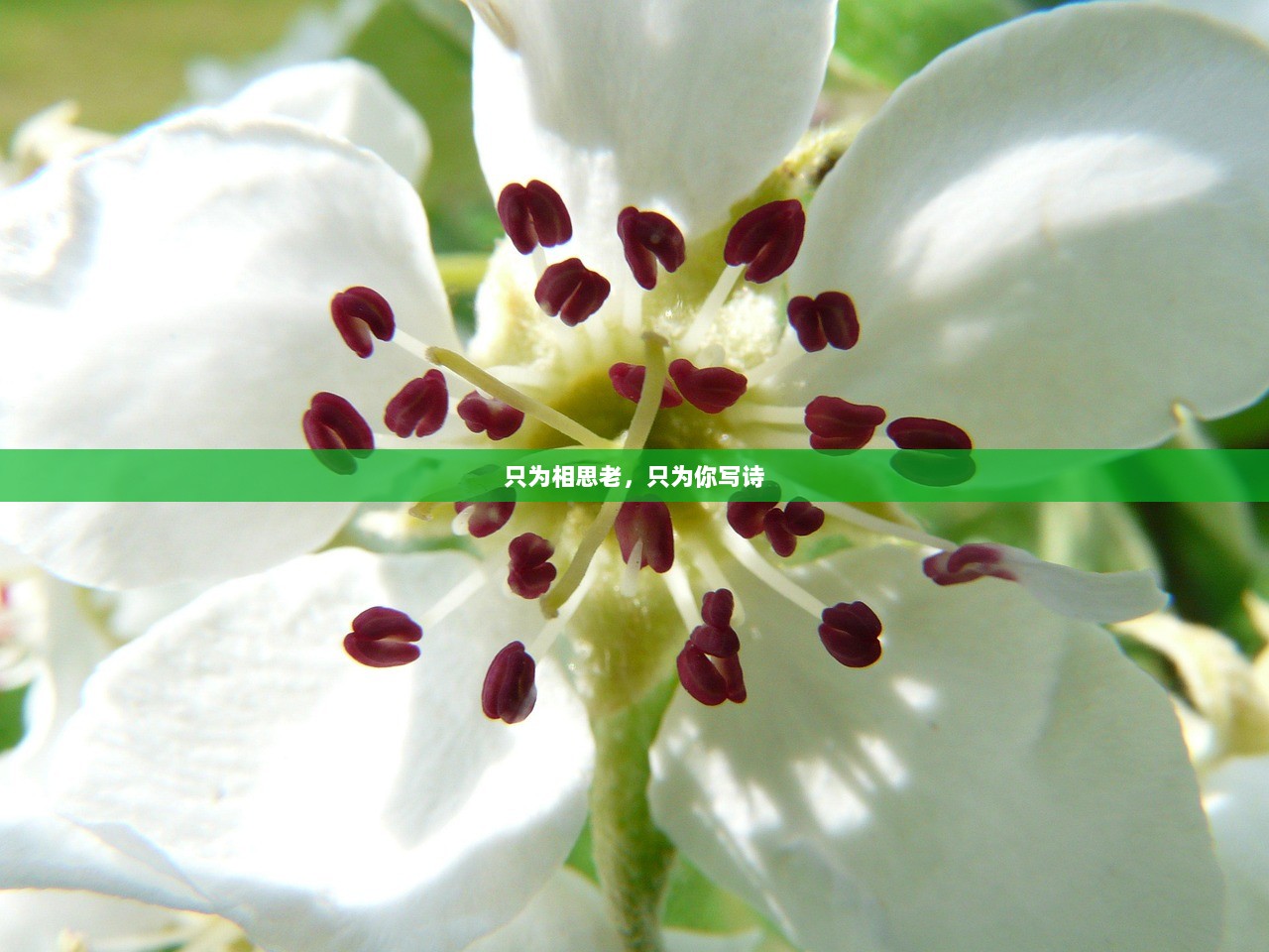 只为相思老，只为你写诗