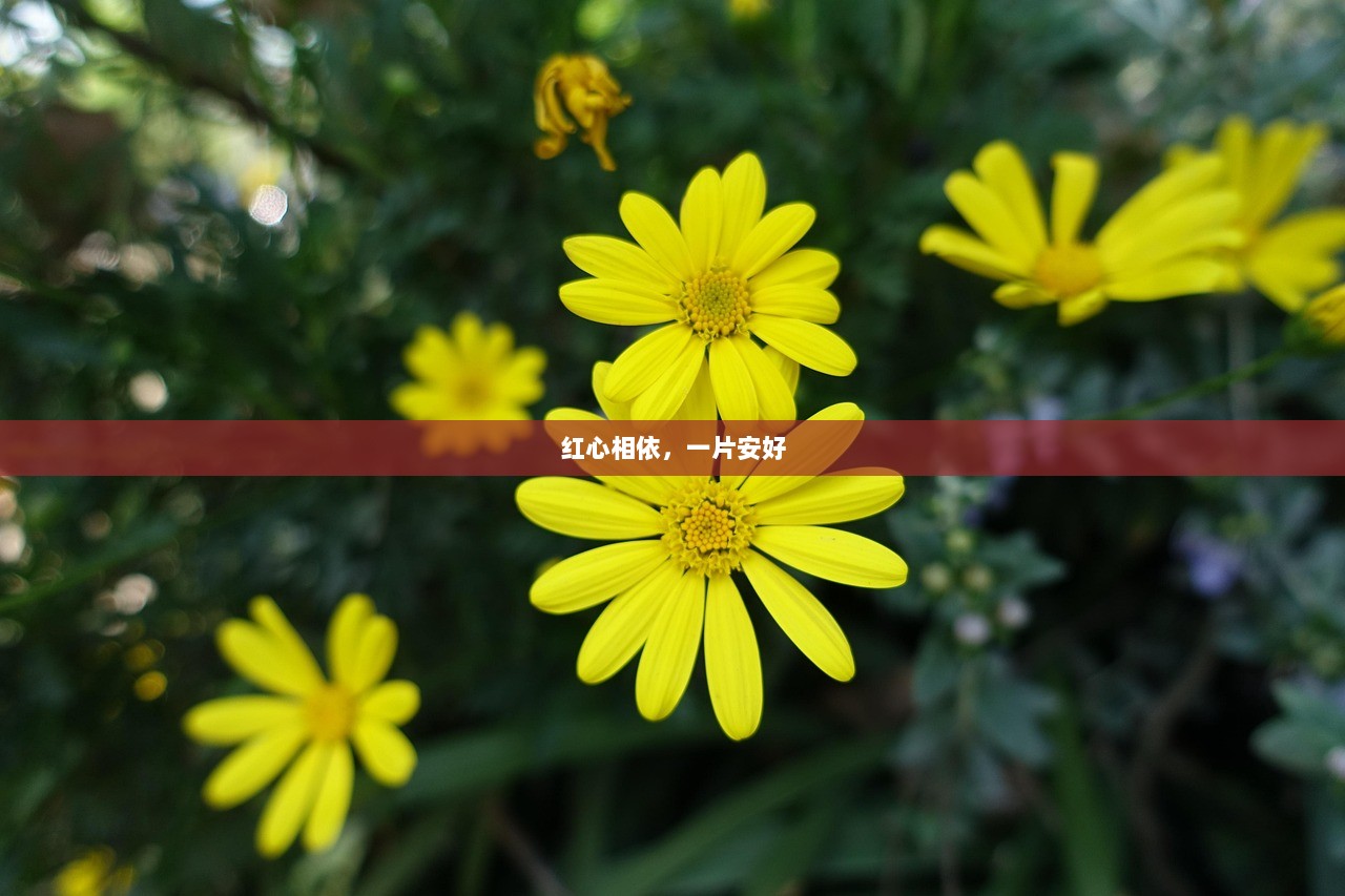 红心相依，一片安好