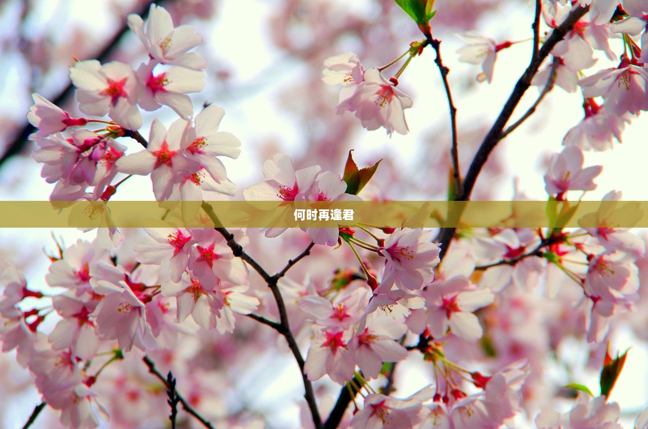 何时再逢君