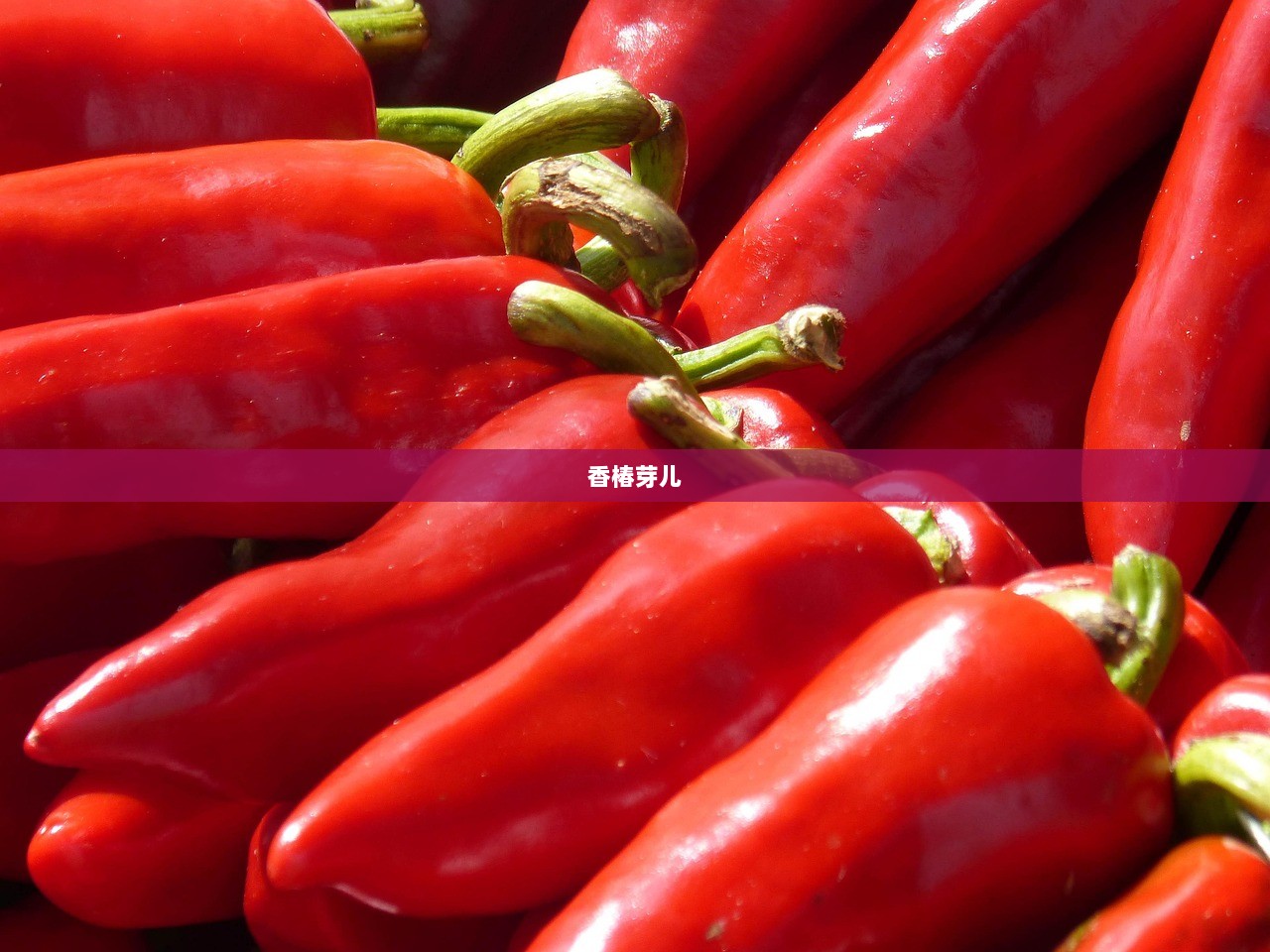 香椿芽儿 第1张 香椿芽儿 第1张