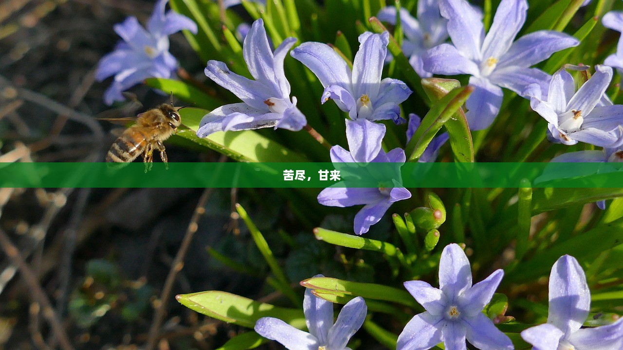 苦尽，甘来  第1张