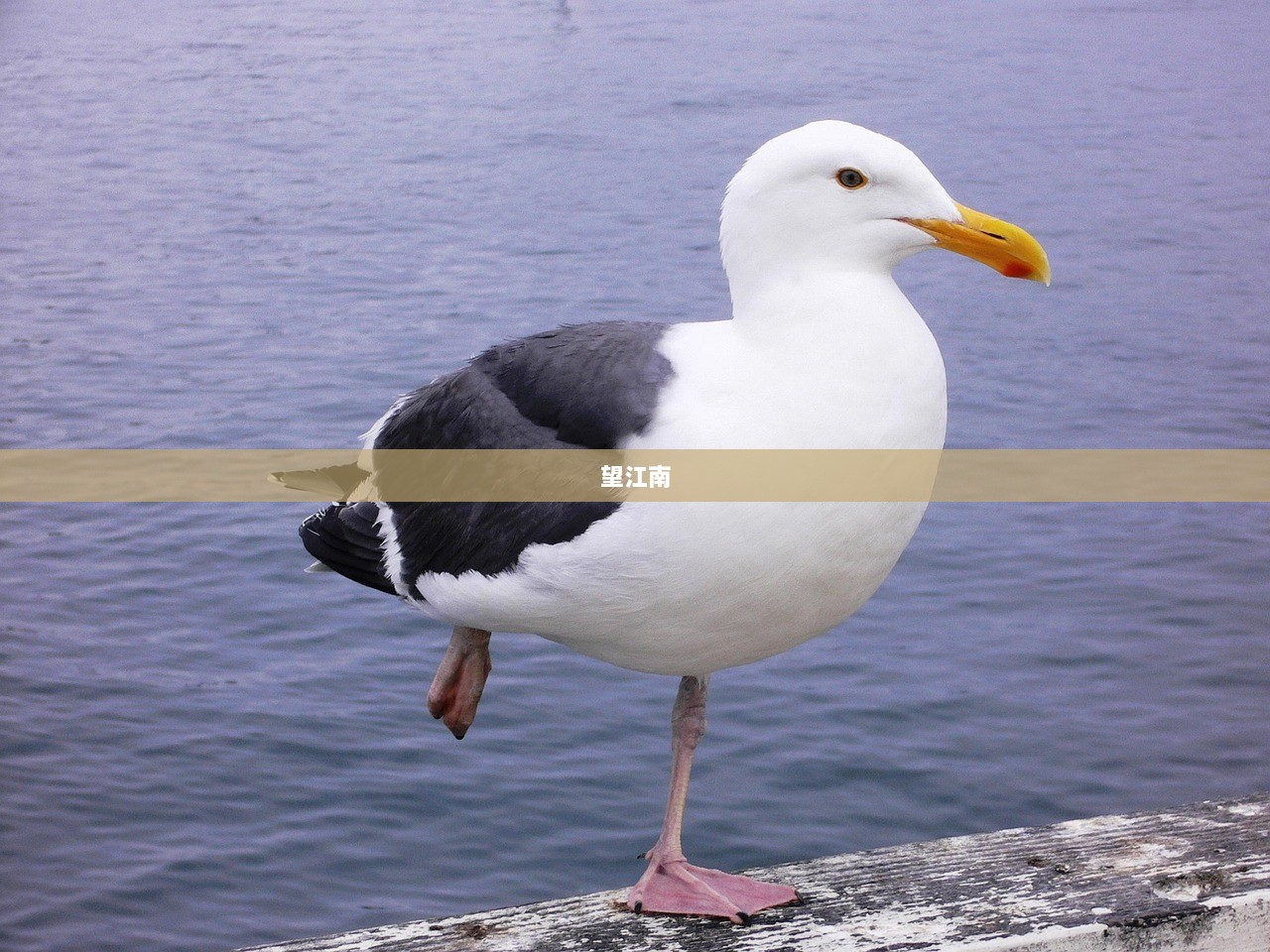 望江南 第1张 望江南 第1张