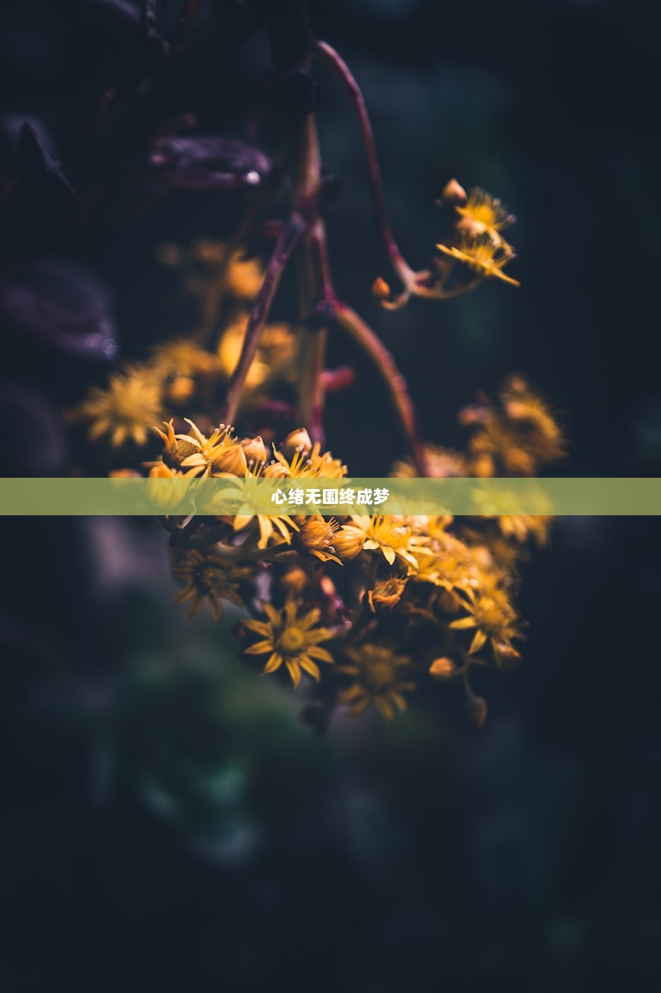 心绪无围终成梦